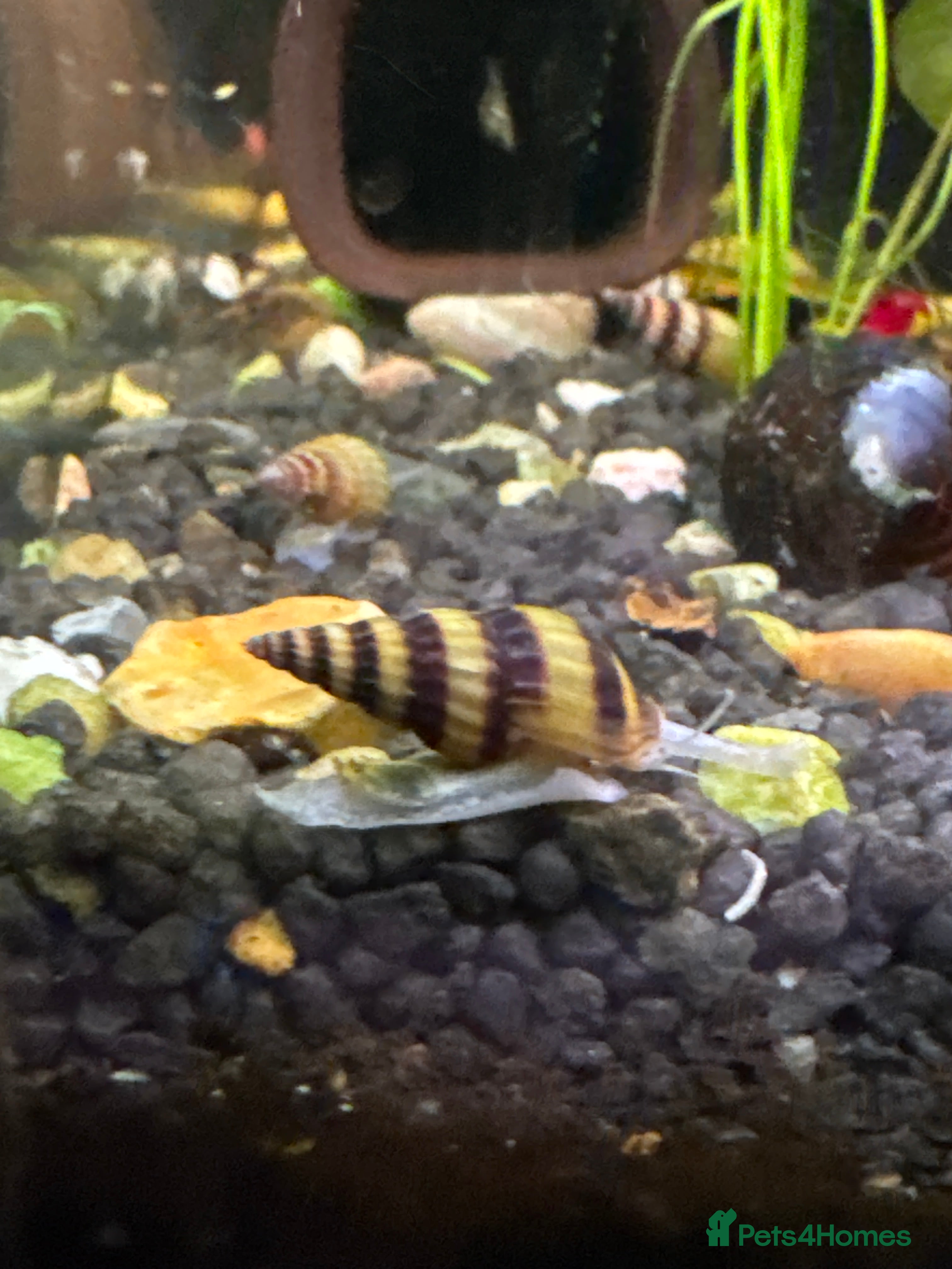 Snails fish Anentome helena Snails - Advert 11