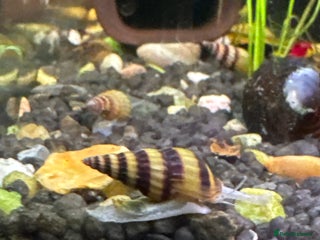 Snails fish Anentome helena Snails - Advert 1