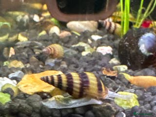 Snails fish Anentome helena Snails - Advert 2