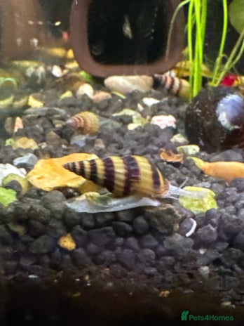 Snails fish Anentome helena Snails - Advert 1