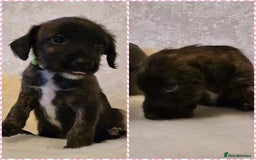 Mixed Breed dogs for sale: Italianpoos - Advert 4