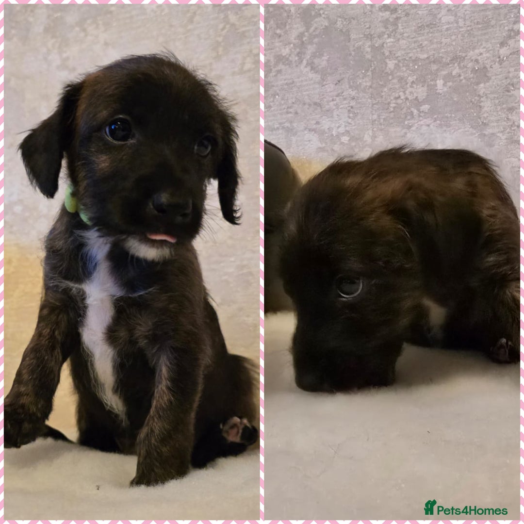 Mixed Breed dogs for sale: Italianpoos - Advert 4