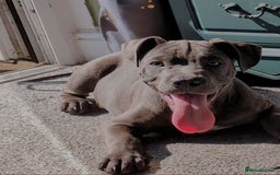 Mixed Breed dogs for sale: 8 month old, English bulldog cross - Image 5