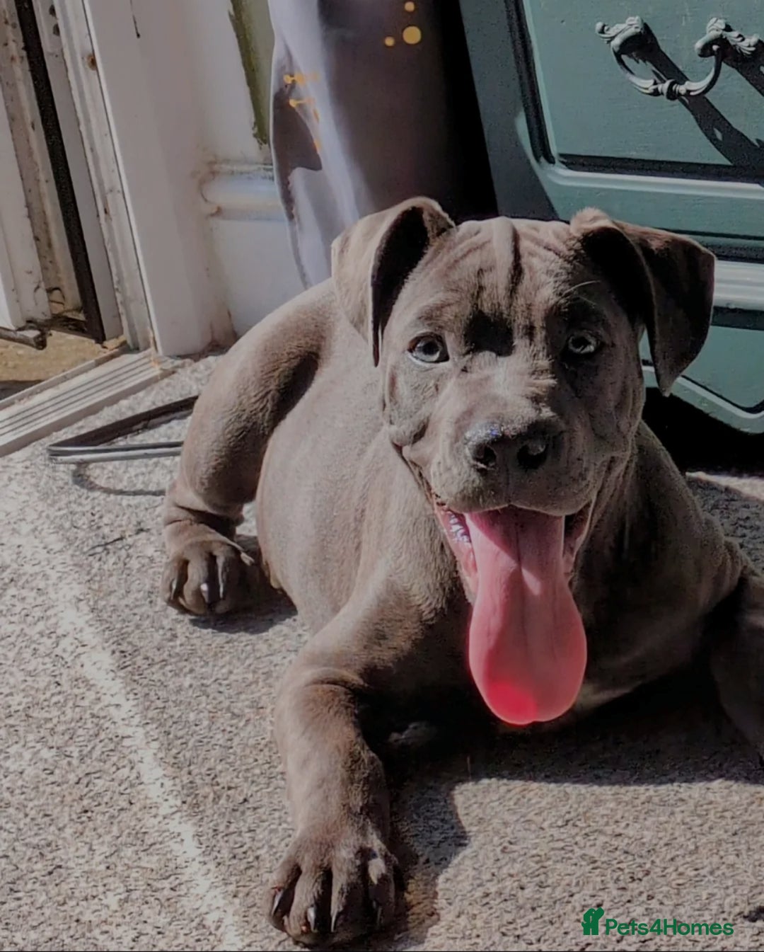 Mixed Breed dogs for sale: 8 month old, English bulldog cross - Image 5