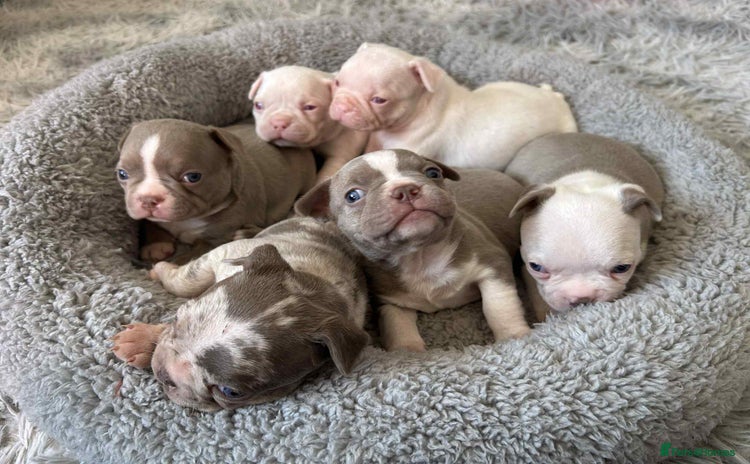 Mixed Breed dogs - Advert 6