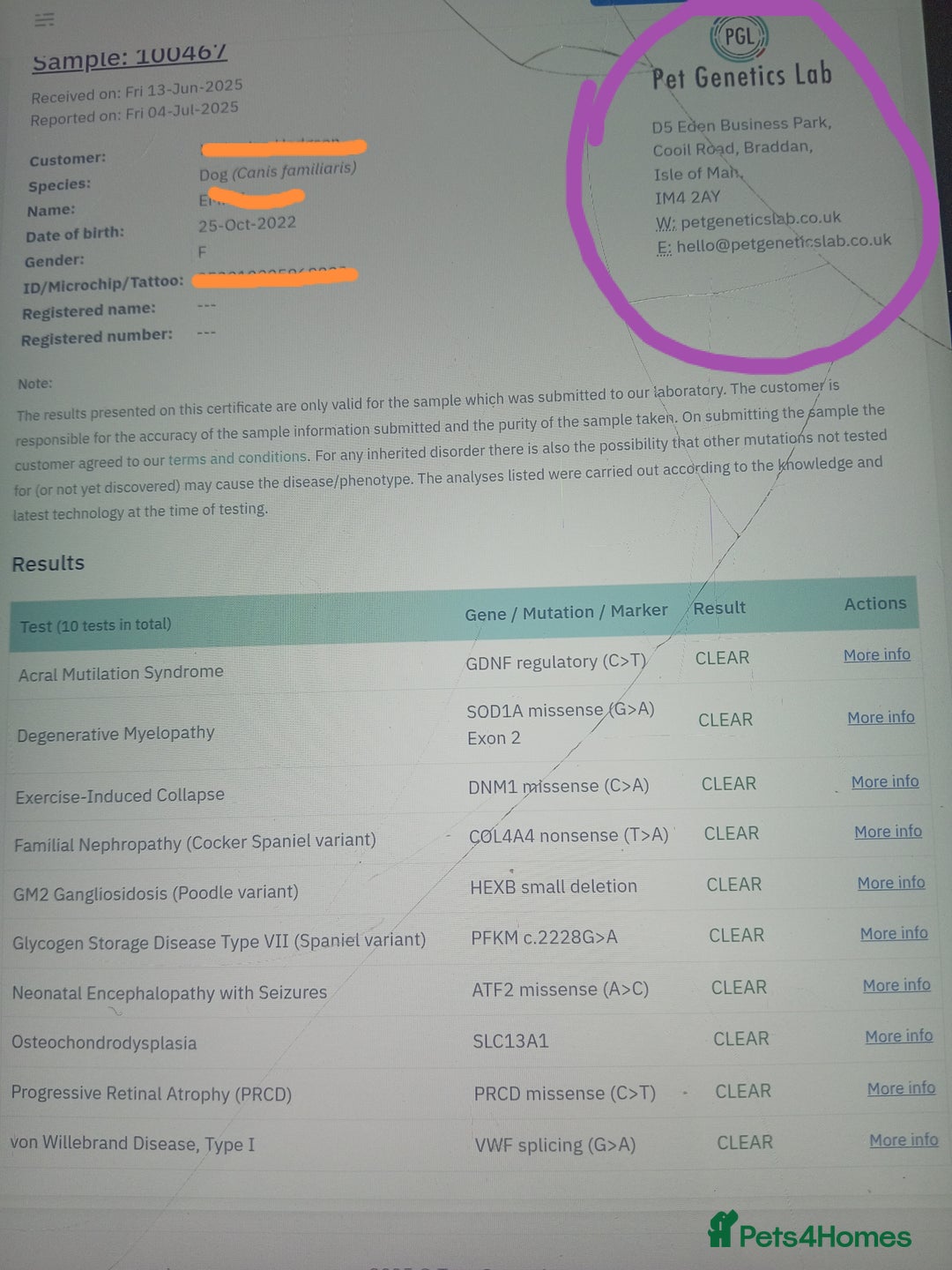 Mixed Breed dogs for sale: Cockapoo x jack Russell DNA health tested clear m - Advert 12