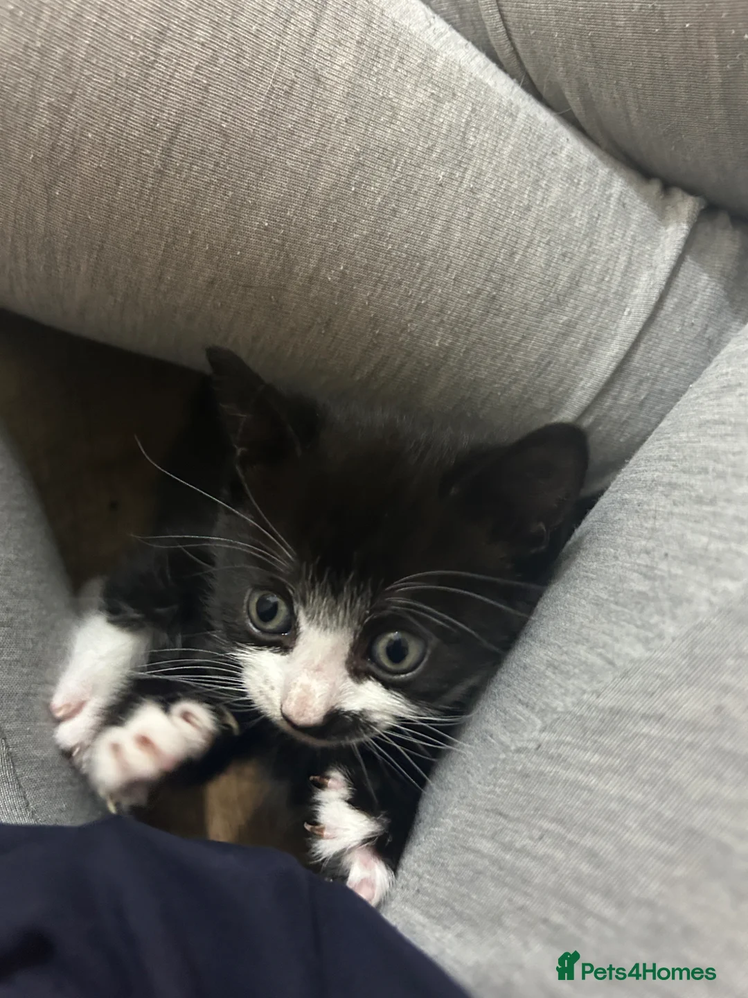 Domestic Shorthair cats for sale: Kittens - ready for new home 11th April - Advert 2