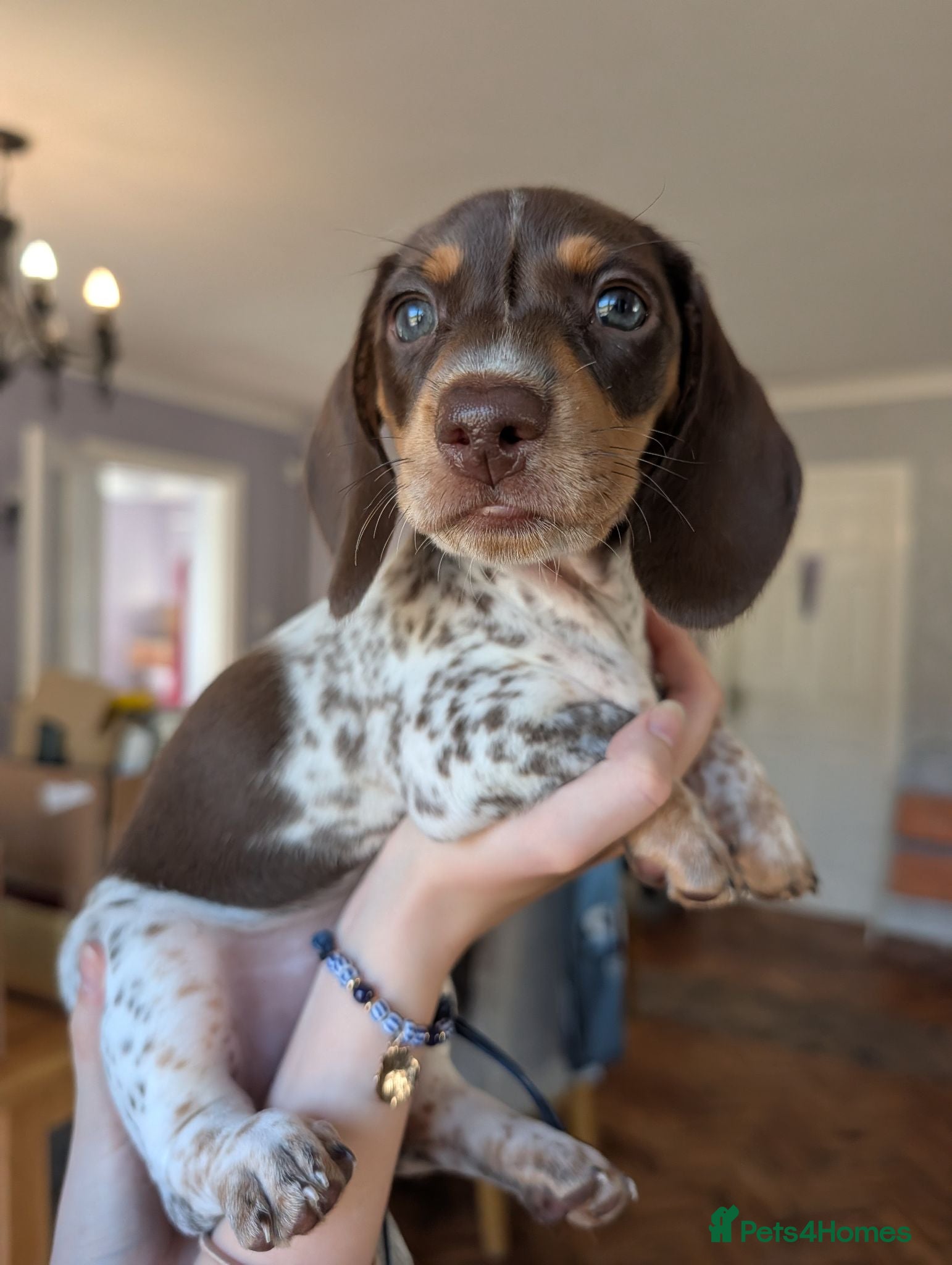 Miniature Dachshund dogs Miniature dachshund puppies KC registered  - Advert 1