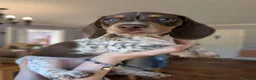Miniature Dachshund dogs for sale: Miniature dachshund puppies KC registered  in Abergele - Advert 1