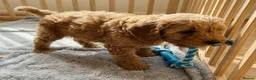 Cavapoo dogs for sale: Cavapoo puppies  in Stirling - Advert 6