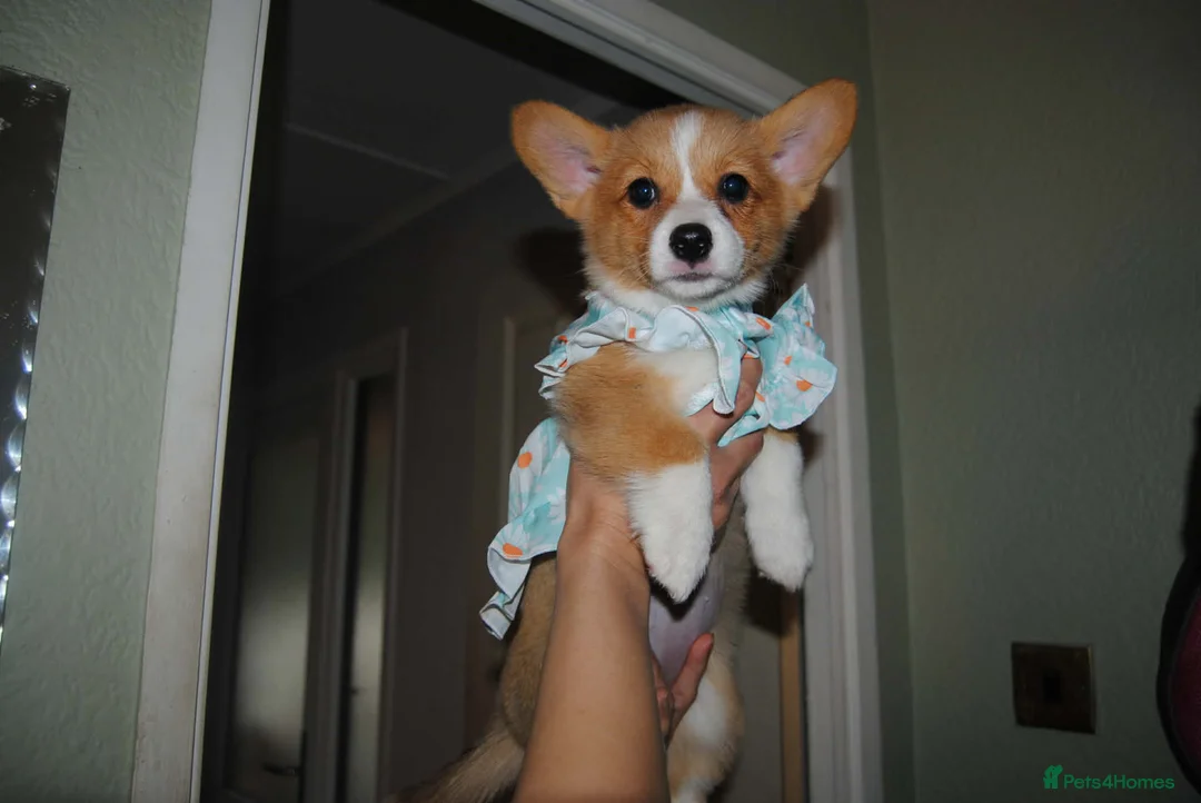 Welsh Corgi Pembroke dogs for sale: Are Beautiful Girls Storm/Darling/Petal - Advert 1