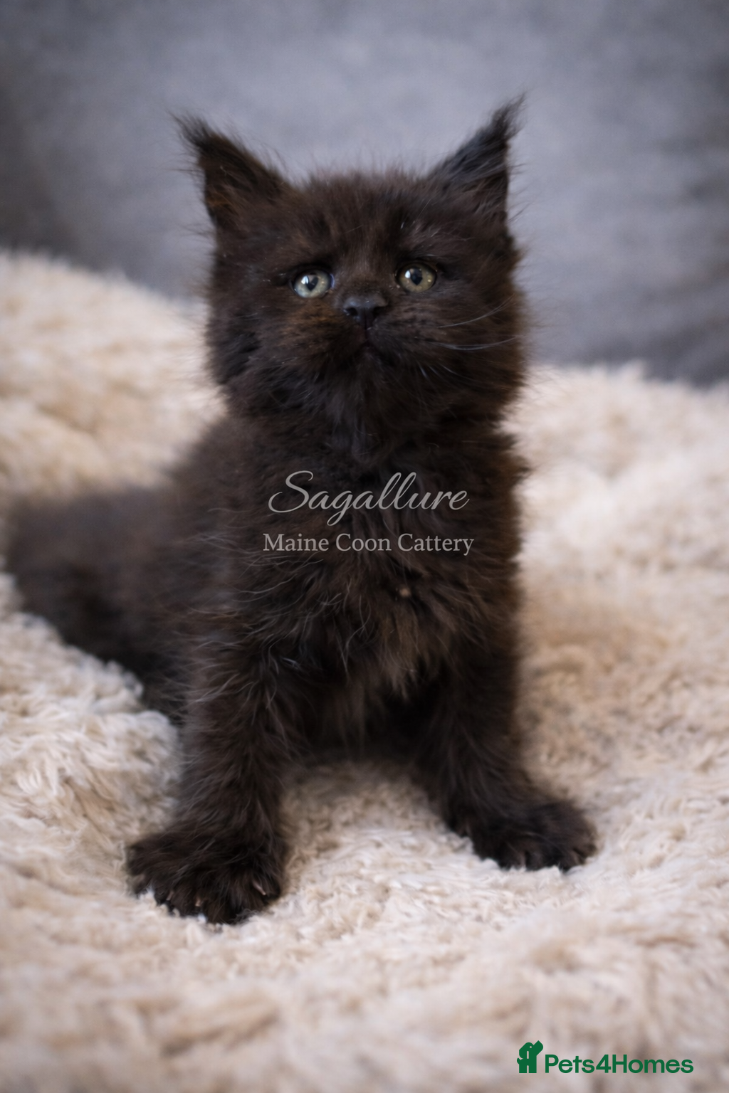 Maine Coon cats Champions- Bloodline Purebred Maine Coon Kittens  - Advert 7