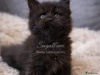 Maine Coon cats Champions- Bloodline Purebred Maine Coon Kittens - Advert 18