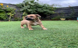 Mixed Breed dogs for sale: Cavapoo x Italian greyhound puppies  - Image 4