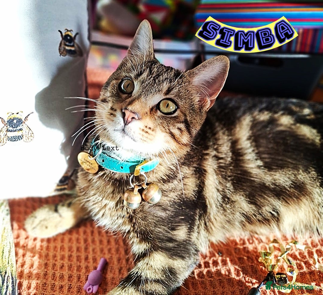 Mixed Breed cats for sale: Free to a Loving Home 2 Cats& 1 Kitten-Swansea - Advert 23