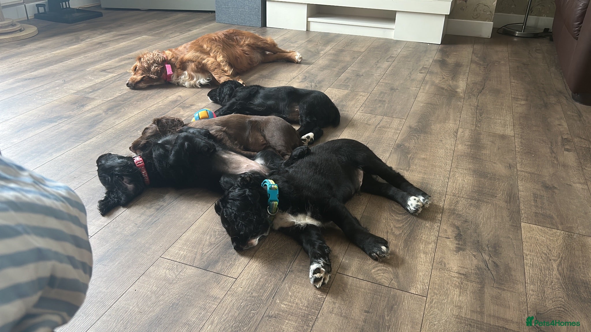 Cocker Spaniel dogs Kc working cocker spaniel puppies now reduced  - Advert 6