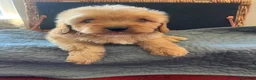 Cavapoo dogs for sale: 🧡💚 first generation cavapoo💚🧡 3 female 1 male  - Advert 4