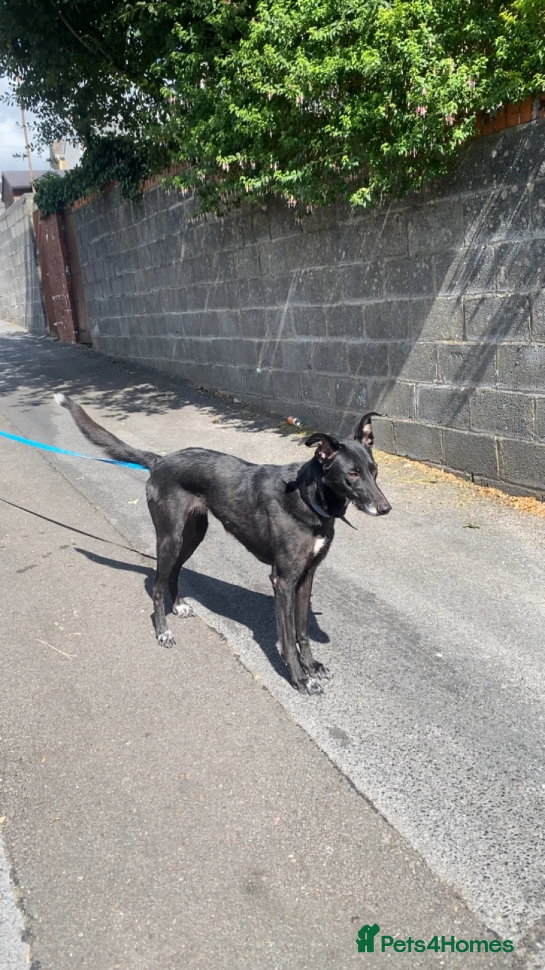 Mixed Breed dogs for sale:  3yr Lurcher x German Shepherd Forever Home Needed in Llanelli - Advert 3