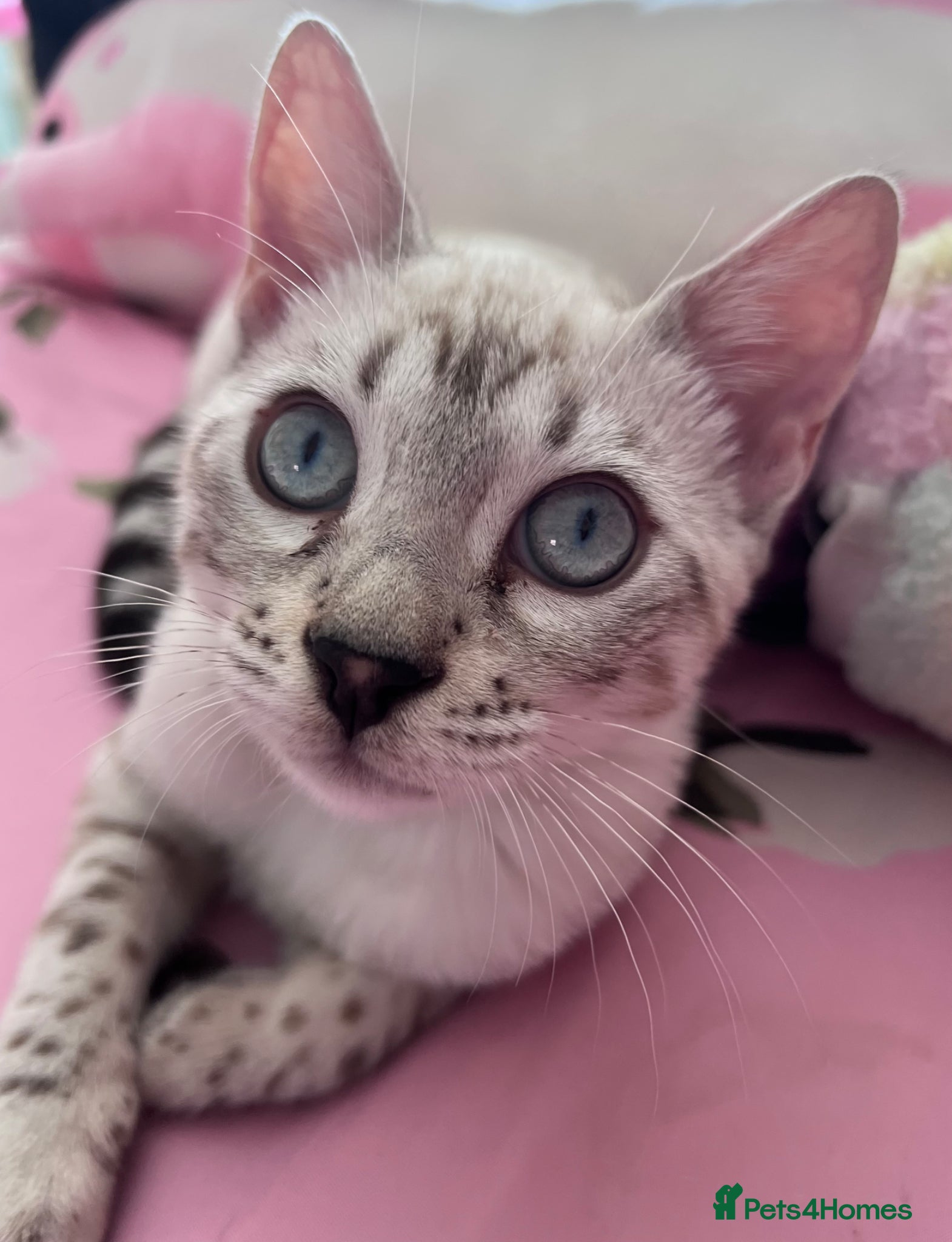 Bengal cats Our blue eyed girl  - Advert 7