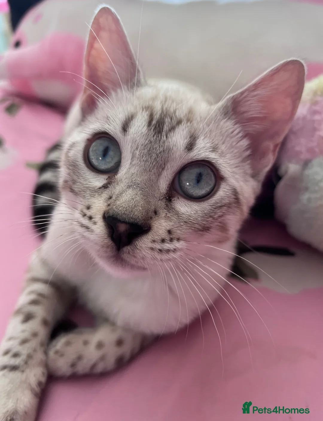 Bengal cats for sale: Our blue eyed girl  - Advert 1