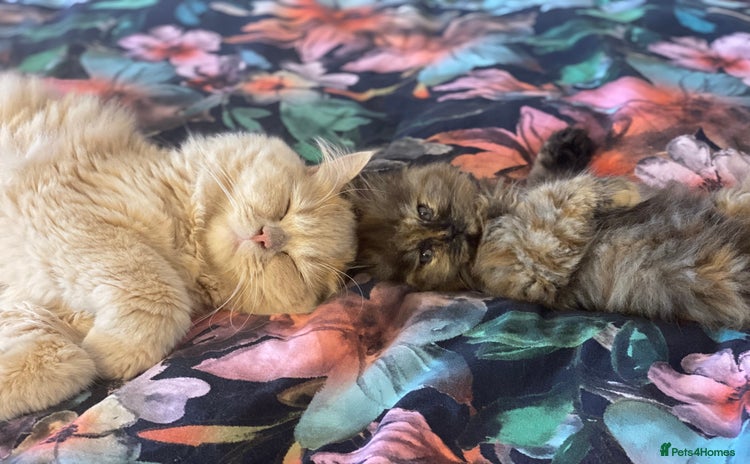 Persian cats - Advert 6