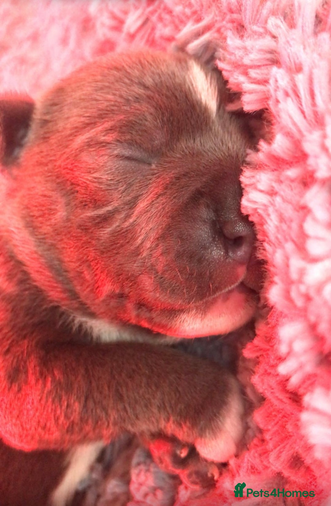 Staffordshire Bull Terrier dogs for sale: 🏆  GRAND CHAMPION Staffordshire Bull Terrier Pups - Image 4