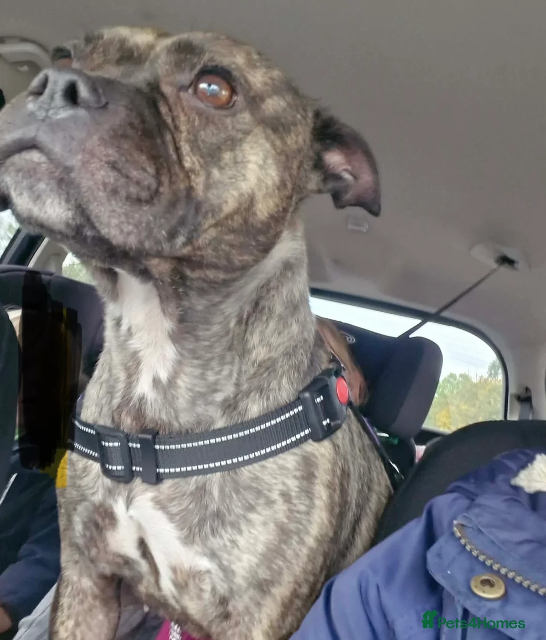 Staffordshire Bull Terrier dogs for sale: Female staffy for sale  - Advert 2