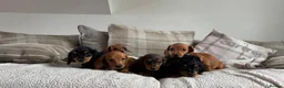 Dachshund dogs for sale: BEAUTIFUL LONGHAIR KC REG & PRA CLEAR MINI🩷💙 - Advert 14