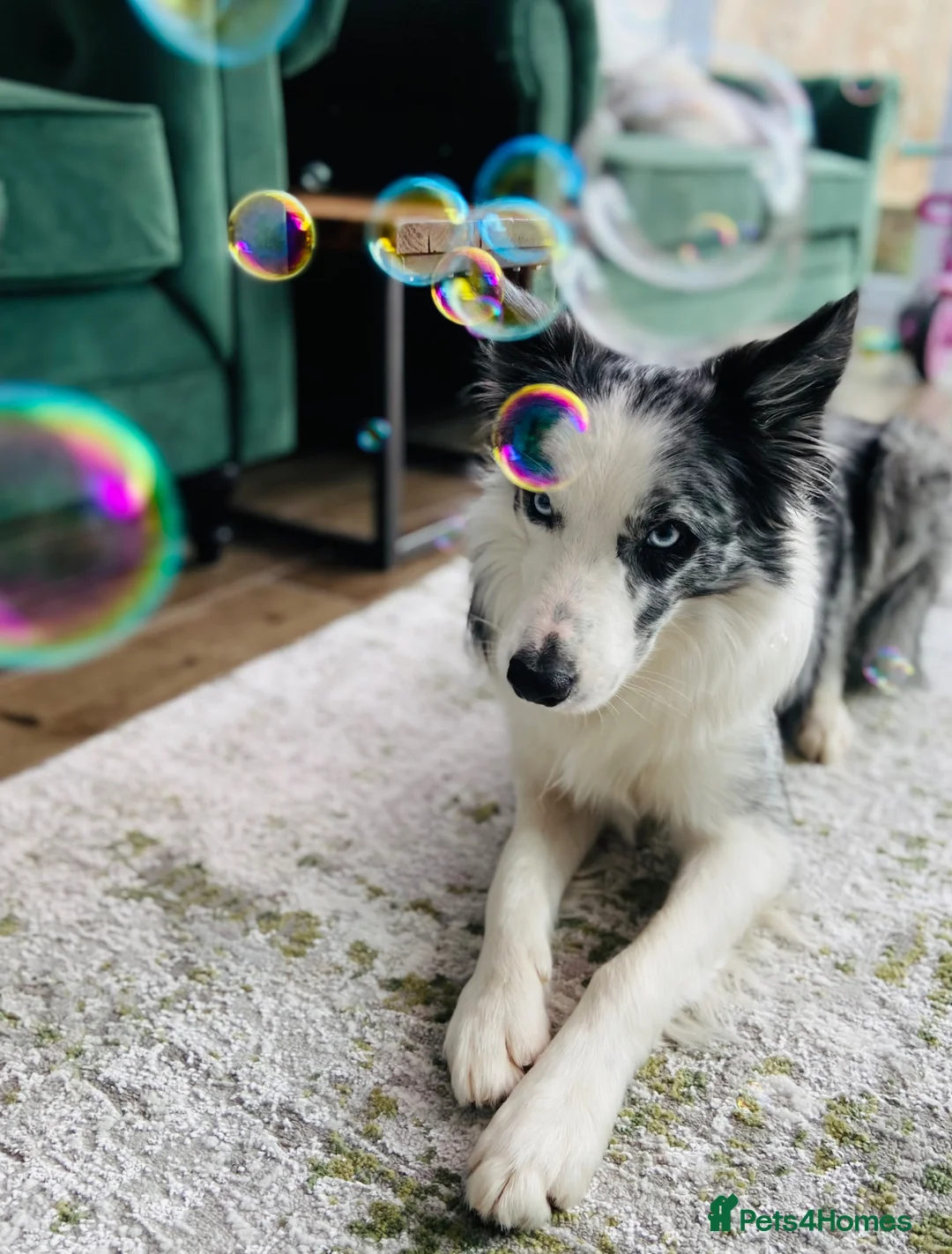Border Collie dogs for stud: Blue Merle Border Collie For Stud  in Berwick-upon-Tweed - Advert 1
