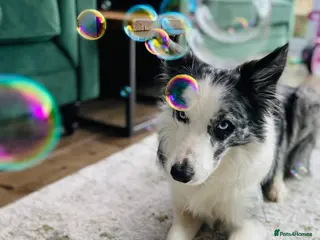 Border Collie dogs Blue Merle Border Collie For Stud - Advert 17