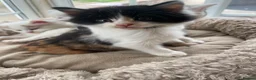 Mixed Breed cats for sale: Beautiful long hair kittens  - Advert 20