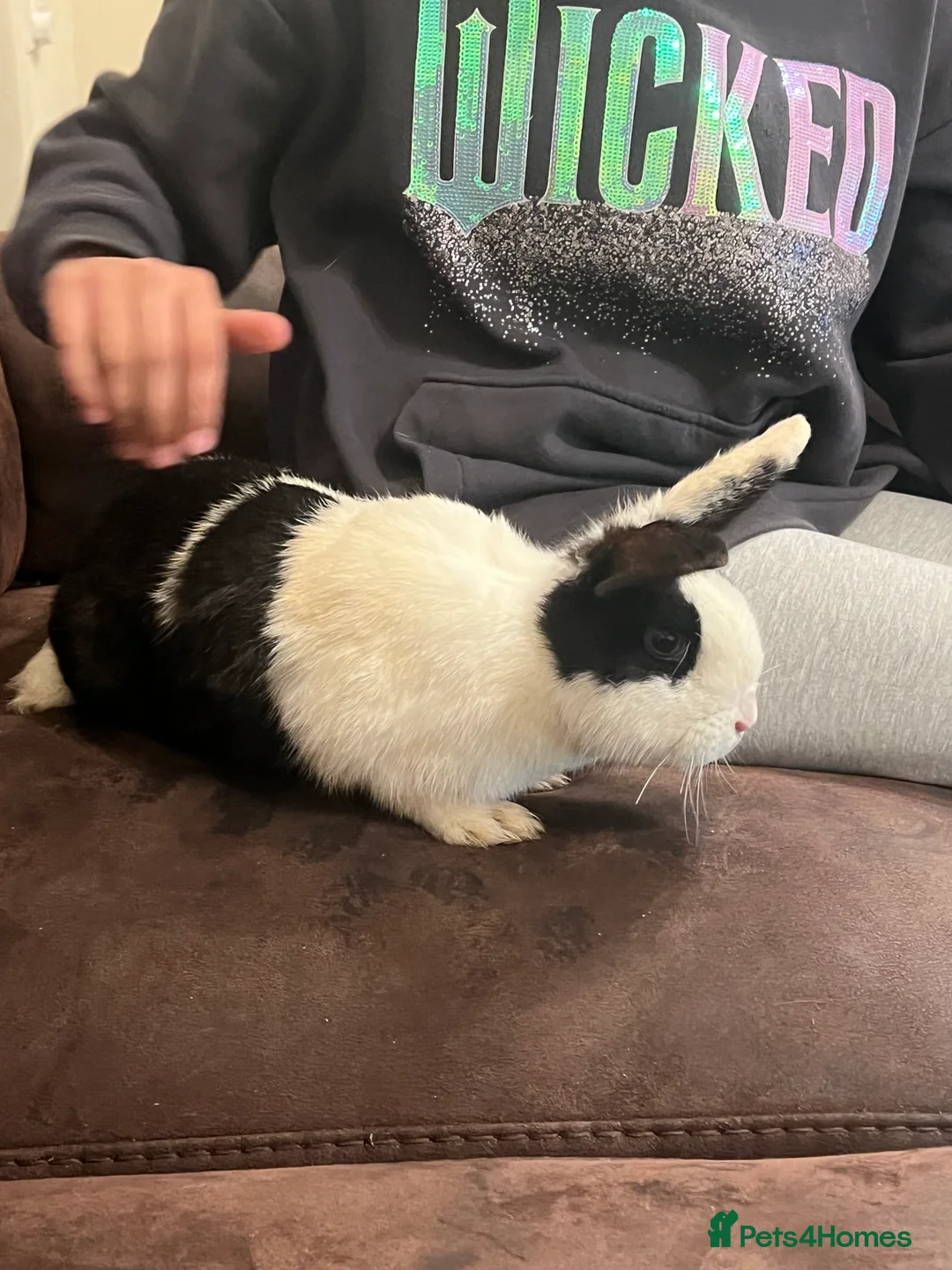 Netherland Dwarf rabbits for sale: House raised - Advert 11