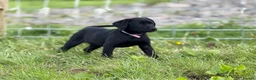 Labrador Retriever dogs for sale: KC reg health tested FT working Labrador puppies - Advert 5