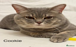 British Shorthair cats for sale: 3 adorable BSH boys looking for forever homes! in London - Image 11