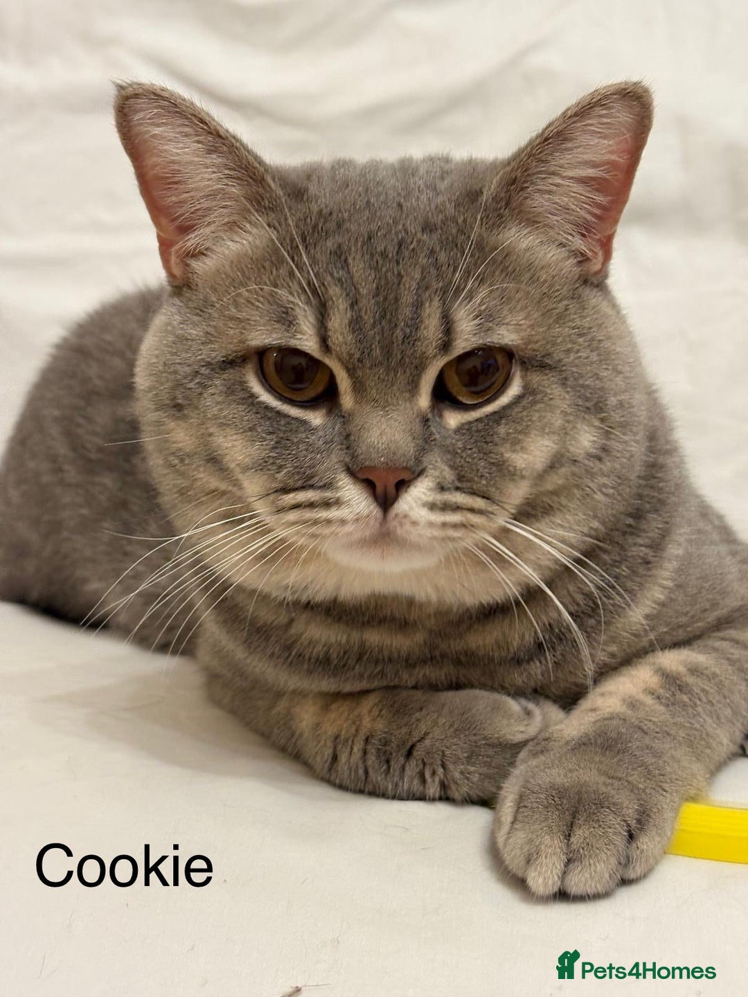 British Shorthair cats for sale: 3 adorable BSH boys looking for forever homes! in London - Image 11