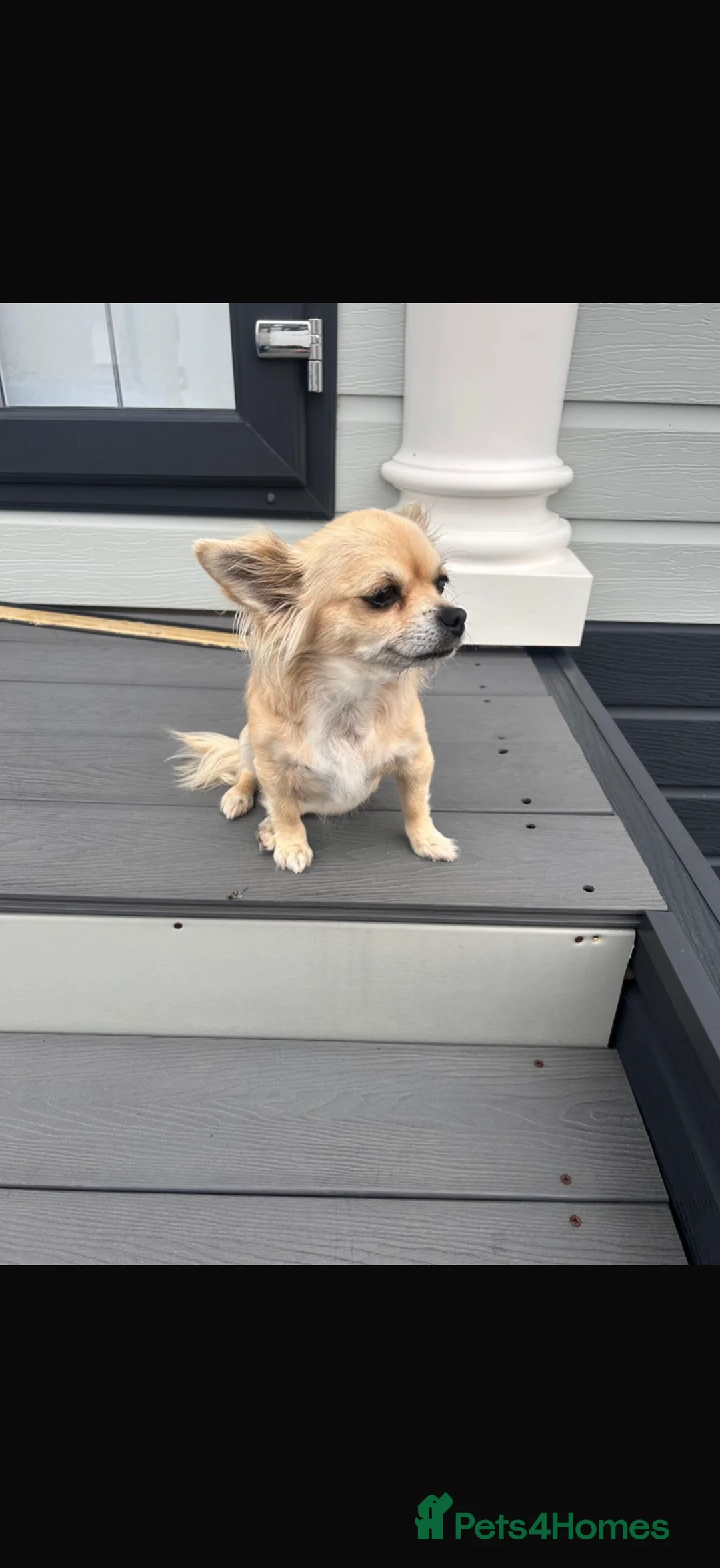 Chihuahua dogs for sale: 9 year old Chihuahua - Advert 1