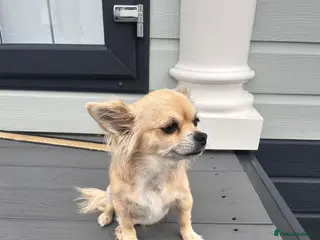 Chihuahua dogs 9 year old Chihuahua - Advert 1