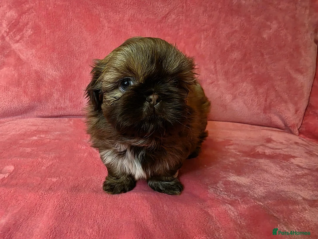 Shih Tzu dogs for sale: Two Beautiful Full Pedigree Shih Tzu Girls - Advert 20
