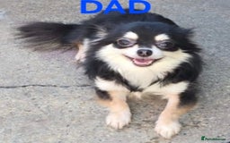 Mixed Breed dogs for sale: Miniature Jack Russell x Chihuahua Pups - Image 16
