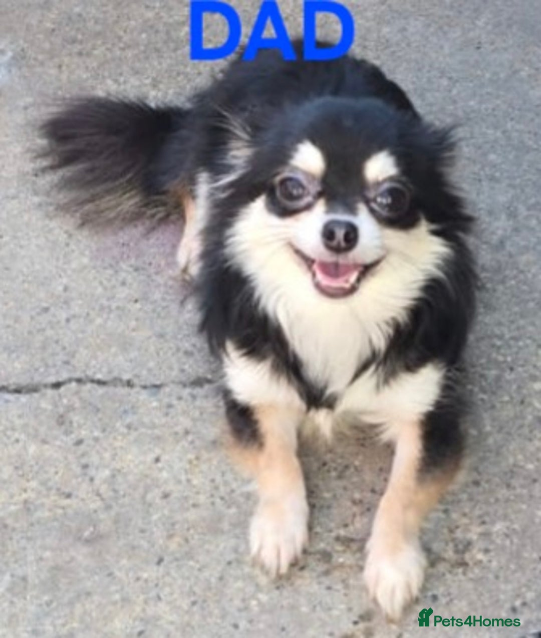 Mixed Breed dogs for sale: Miniature Jack Russell x Chihuahua Pups - Image 16