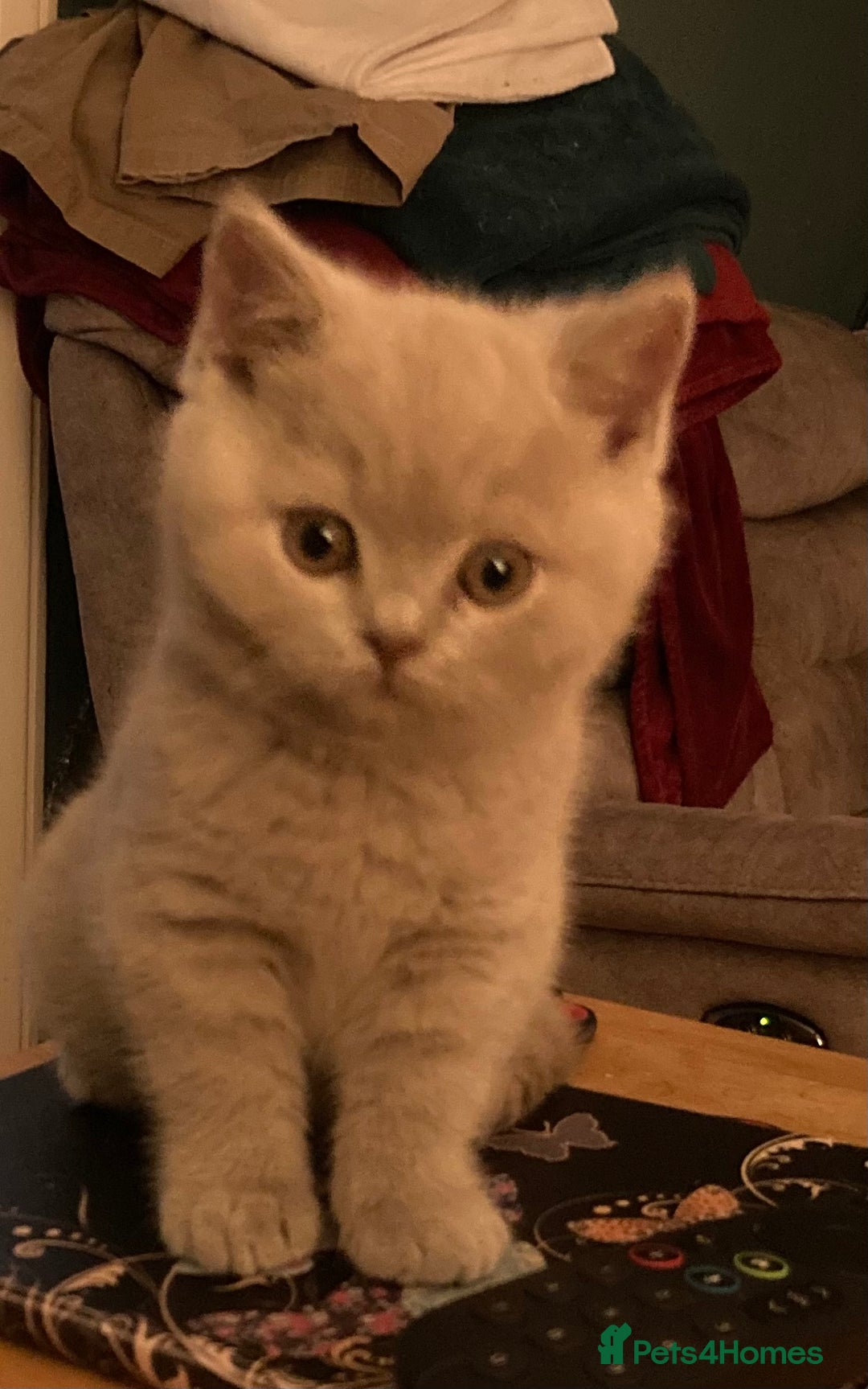 British Shorthair cats for sale: Stunning Lilac Boy available - Advert 7