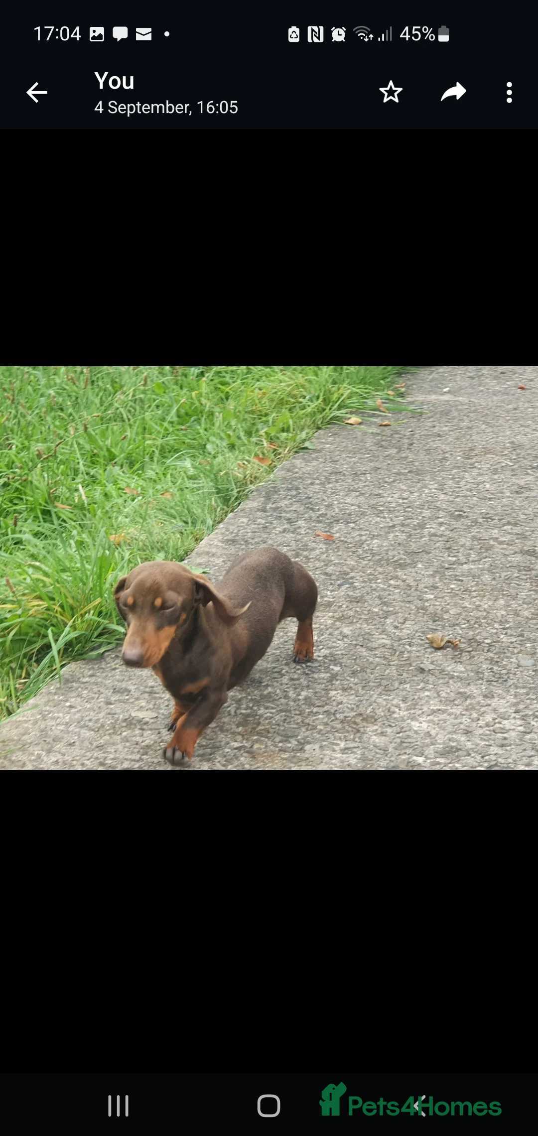 Miniature Dachshund dogs for stud: TINY KC REG HEREDITARY PRA CLEAR PROVEN in Pontefract - Advert 7