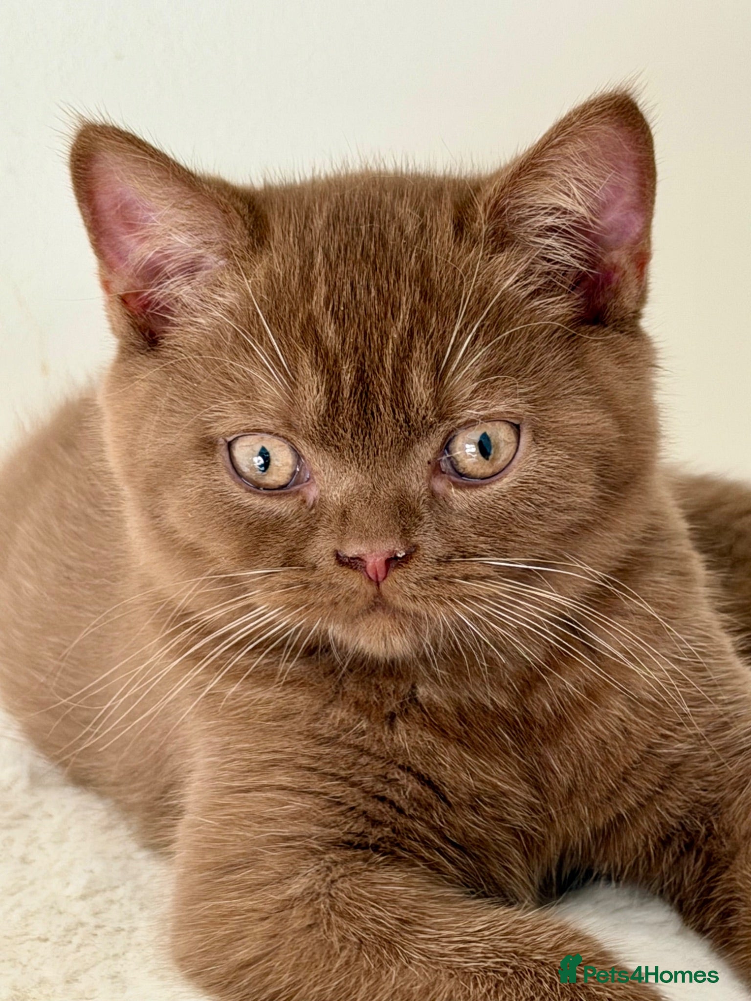 British Shorthair cats The handsome boy with an outstanding pedigree. - Advert 10