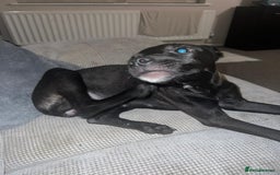 Mixed Breed dogs for sale: Beautiful puppy nova  - Image 2