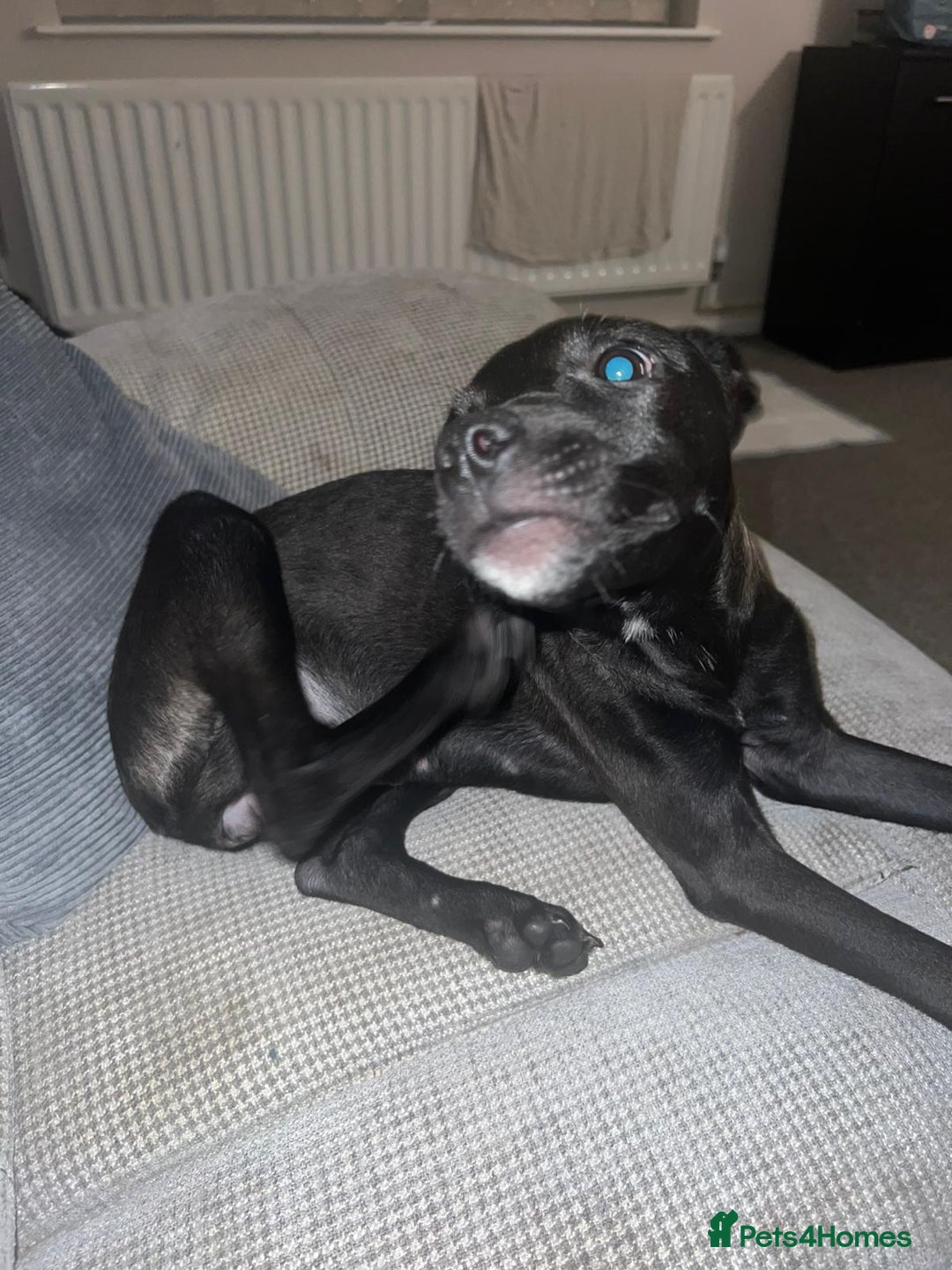 Mixed Breed dogs for sale: Beautiful puppy nova  - Image 2