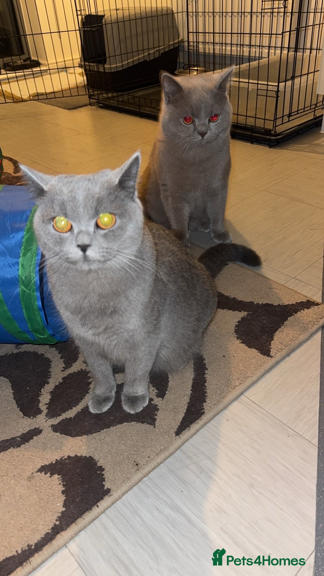 British Shorthair cats for sale: British shorthair Cats  - Advert 2