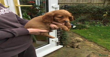 Cocker Spaniel dogs - Advert 7