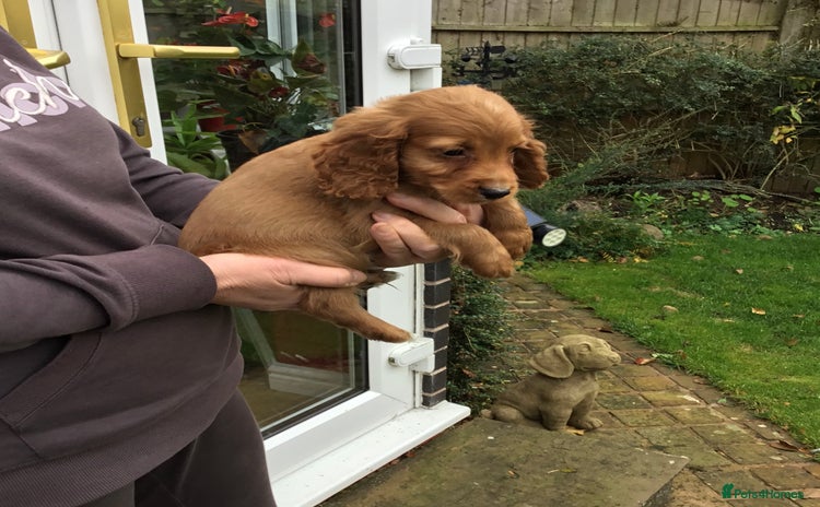 Cocker Spaniel dogs - Advert 5