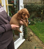 Cocker Spaniel dogs - Advert 7