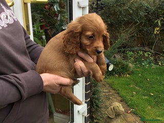 Cocker Spaniel dogs - Advert 2